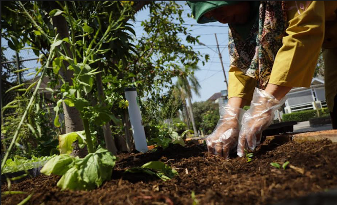 Permasalahan sampah yang sedang melanda Bandung Raya, warga Taman Rafflesia RW 14 Kelurahan Sukapura Kota Bandung menunjukan konsistensinya mengolah sampah organik. Sejak 2019, warga konsisten memproduksi pupuk kompos dari olahan sampah. Ketua RW 14 Sukapura sekaligus pengelola Kang Pisman (Kurang, Pisahkan, dan Manfaatkan sampah), Ana Meilina mengatakan, setiap warga di RW 14 sudah menerapkan Kang Pisman sejak 2019. Tepatnya setelah Wali Kota Bandung, Oded M. Danial mengunjungi wilayahnya. Saat itu ia sempat bertanya tentang Kang Pisman. “Dari yang awalnya hanya ditimbun, akhirnya melalui ibu Melinasari (Lurah Sukapura), kami berkolaborasi hadirkan CSR dari TJSL PT Pindad. Kami memperoleh mesin pencacah, komposter dan bangunan kompos. Berkat itulah pengolahan sampah di wilayah kami berjalan dengan baik sampai saat ini,” jelas Ana.