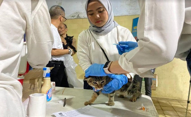 Ada yang pakai gaun kuning, seragam mini market, sampai berbaju tentara, kucing-kucing ini dibawa oleh pemiliknya untuk vaksin rabies gratis di kantor Dinas Ketahanan Pangan dan Pertanian (DKPP) Kota Bandung, Minggu 8 Oktober 2023. Tak hanya kucing, ada pula anjing, musang, dan monyet yang turut dibawa untuk vaksin rabies. Salah satunya Boyke yang membawa dua ekor kucingnya untuk divaksinasi rabies. Sebelumnya, ia mendapatkan informasi terkait vaksin rabies melalui instagram DKPP. "Kita sangat berharap vaksinasi dan pemeriksaan gratis ini bisa tiap tahun diadakan. Terutama kastrasi, itu sangat membantu kami para owner peliharaan," ungkap Boyke.